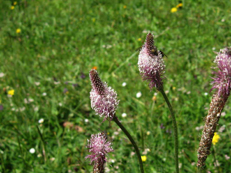 Bichlbacher Alm  06