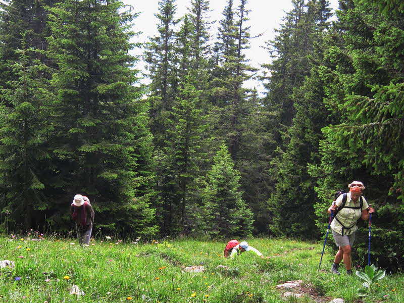 Bichlbacher Alm  08
