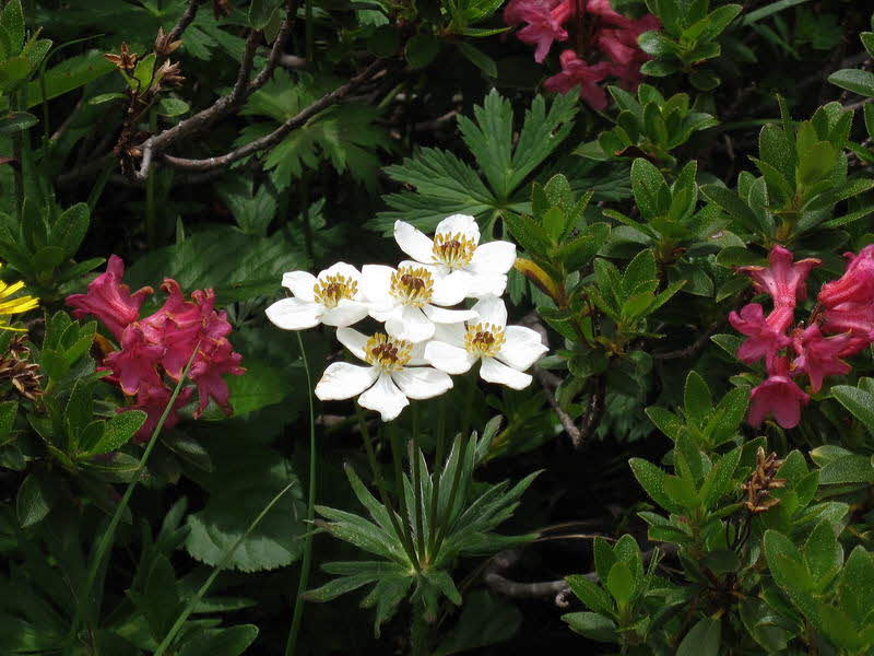 Bichlbacher Alm  12