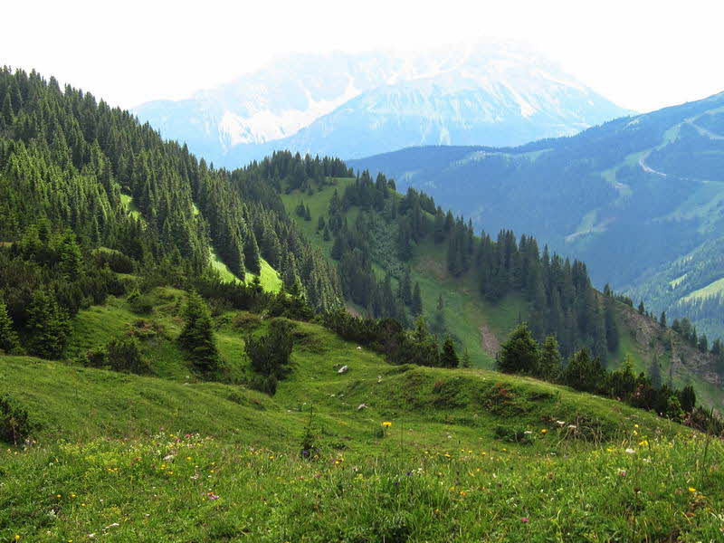 Bichlbacher Alm  14