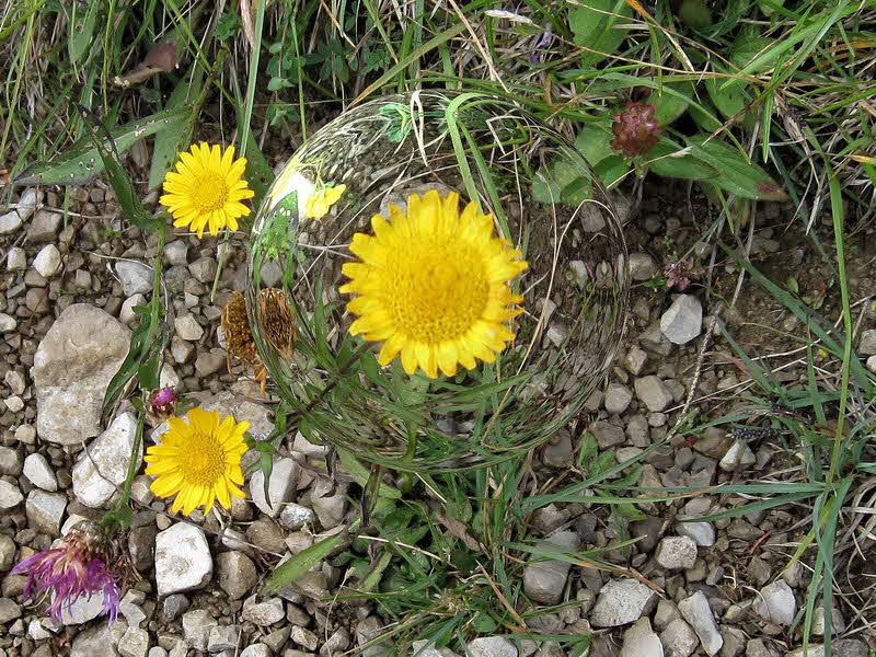 Sch�nleitenalm  33