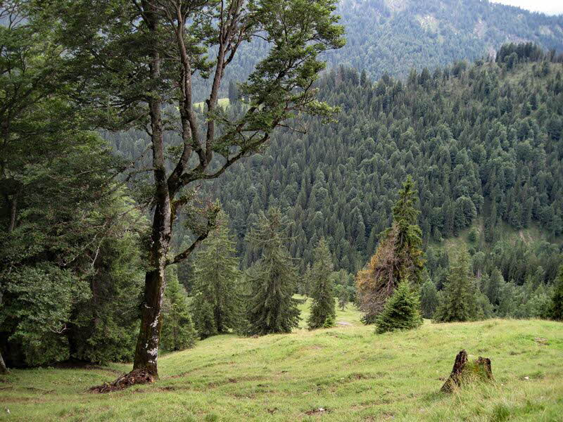 Sch�nleitenalm  34